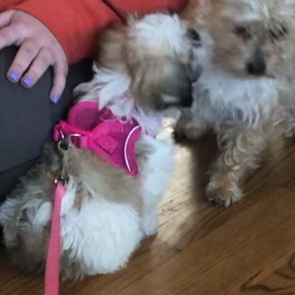 XS Dog harness